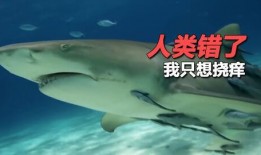 娱乐吃瓜酱鲨鱼,揭秘娱乐圈那些不为人知的幕后故事