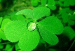 吃瓜四叶草娱乐,揭秘娱乐圈幕后故事