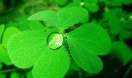 吃瓜四叶草娱乐,揭秘娱乐圈幕后故事