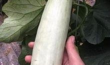 网红瓜都是谁吃的图片,揭秘网红瓜背后的神秘食客