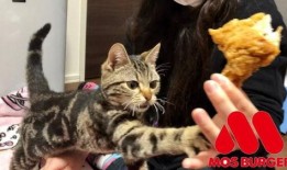 娱乐吃瓜小猫咪视频在线观看,小猫咪吃瓜视频，萌态十足，在线观看必笑