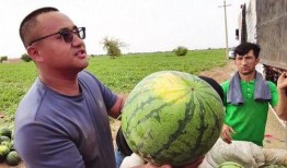 大漠瓜客免费吃瓜网址,畅享夏日清凉瓜果盛宴