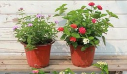 爆料郑州小明珠视频最新,揭秘背后真相与争议