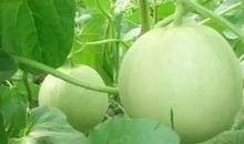 有什么可以免费吃瓜的,揭秘各大平台免费瓜果盛宴