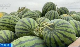 吃瓜香的网红有哪些人,揭秘网红们的多彩人生