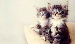 娱乐吃瓜小猫咪视频在线观看,小猫咪吃瓜视频，萌态十足，在线观看必笑