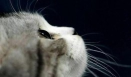 娱乐吃瓜小猫咪视频在线观看,小猫咪吃瓜视频，萌态十足，在线观看必笑