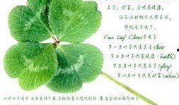 吃瓜四叶草娱乐,揭秘娱乐圈幕后故事