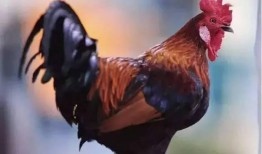 公鸡原神爆料视频大全最新,公鸡爆料视频大全，带你领略游戏魅力与幕后故事