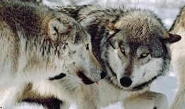 狼王事件爆料视频大全,揭秘爆料视频背后的真相与争议