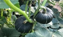 吃瓜香的网红有哪些人,揭秘网红们的多彩人生