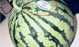 网红瓜都是谁吃的图片,揭秘网红瓜背后的神秘食客