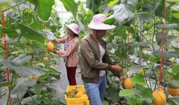 网红瓜都是谁吃的图片,揭秘网红瓜背后的神秘食客
