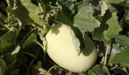 网红地打卡吃瓜,揭秘热门吃瓜圣地