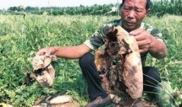 兴平吃瓜最新事件爆料新闻,最新爆料揭示惊人内幕